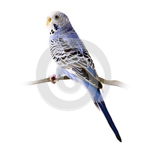 Blue and white budgie