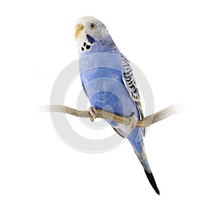 Blue and white budgie