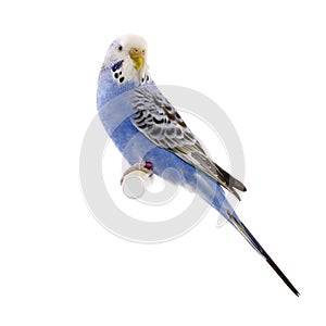 Blue and white budgie