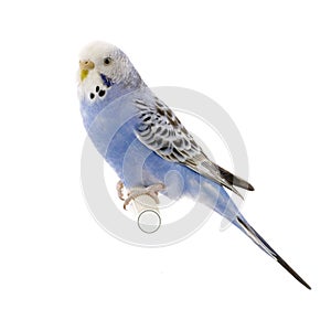 Blue and white budgie