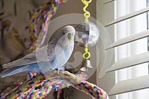 Blue and white budgie sitting on rope perch