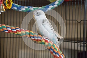 Blue and white budgie sitting on rope perch