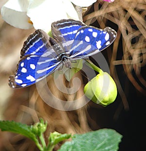 Blue and White Butterfly