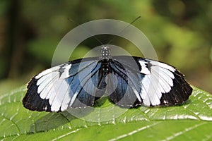 Blue and white butterfly on a leaf in the forest