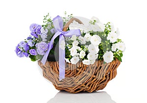 Blue and white Campanula terry flowers photo