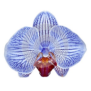 Blue white carmine orchid flower isolated white background with clipping path. Flower bud close-up.