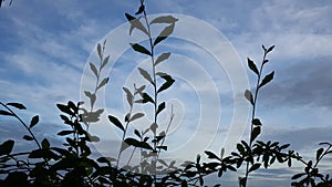 Blue and white clouds underlaid the upright grass leaves