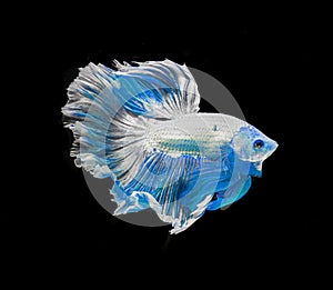 Blue and white color dragon siamese fighting fish, betta fish isolated on black background. Capture the moving moment of crown