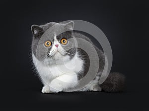 Blue with white cute Exotic shorthair cat kitten, Isolated on black background.