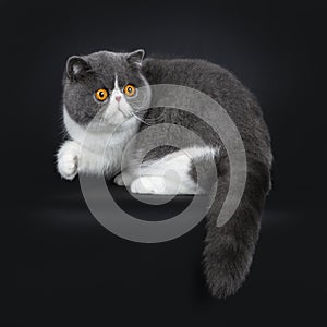 Blue with white cute Exotic shorthair cat kitten, Isolated on black background.