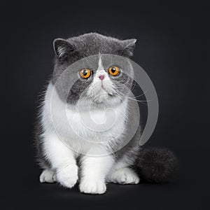 Blue with white cute Exotic shorthair cat kitten, Isolated on black background.