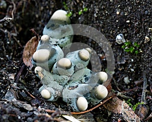 Blue & White Domed Fungi photo