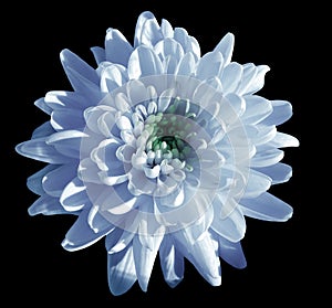 Blue-white flower chrysanthemum, garden flower, black isolated background with clipping path. Closeup. no shadows. green centre.