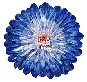 Blue-white flower chrysanthemum, garden flower, white isolated background with clipping path. Closeup. no shadows. centre