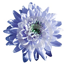 Blue-white flower chrysanthemum, garden flower, white isolated background with clipping path. Closeup. no shadows. green centre