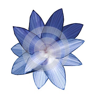 Blue-white flower. White isolated background with clipping path. Closeup. no shadows. For design. photo