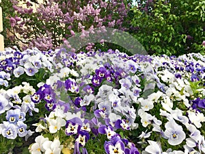 Blue and white flowers Pansy