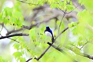 Blue-and-White Flycatcher