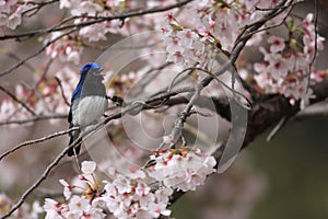 Blue-and-White Flycatcher