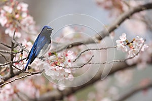 Blue-and-White Flycatcher