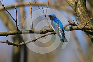 Blue-and-White Flycatcher