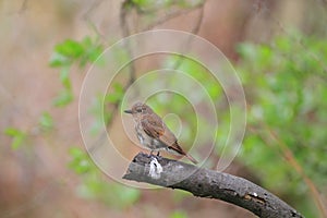 Blue-and-White Flycatcher