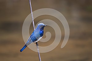 Blue-and-white Flycatcher