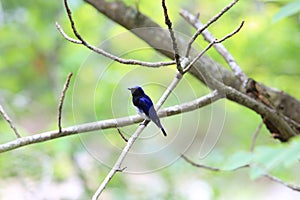 Blue-and-white flycatcher