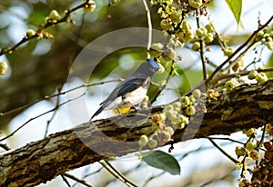 Blue-and-white Flycatcher (Cyanoptila cyanomelana)