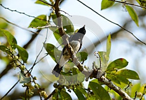 Blue-and-white Flycatcher (Cyanoptila cyanomelana)