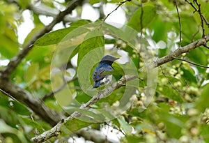 Blue-and-white Flycatcher (Cyanoptila cyanomelana)