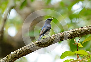 Blue-and-white Flycatcher (Cyanoptila cyanomelana)