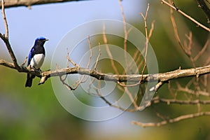 Blue-and-White Flycatcher photo