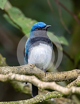 Blue-and-white Flycatcher, Japanese Flycatcher male blue and white color perched on a tree