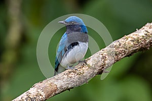 Blue-and-white Flycatcher, Japanese Flycatcher male blue and white color perched on a tree