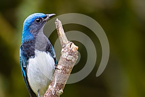 Blue-and-white Flycatcher, Japanese Flycatcher male blue and white color perched on a tree