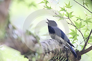 Blue-and-White Flycatcher male in Japan