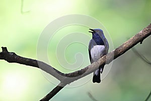 Blue-and-White Flycatcher male in Japan