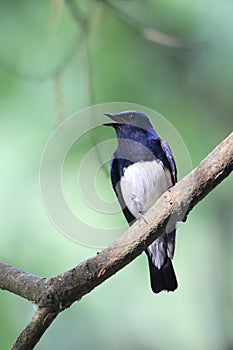 Blue-and-White Flycatcher male in Japan