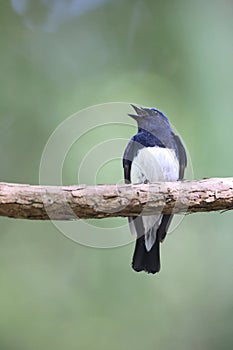 Blue-and-White Flycatcher male in Japan