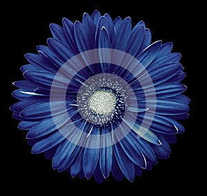 Blue-white gerbera flower, black isolated background with clipping path. Closeup. no shadows. For design.