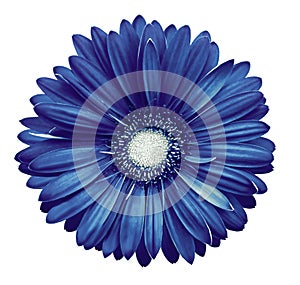 Blue-white gerbera flower, white isolated background with clipping path. Closeup. no shadows. For design.