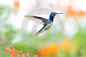 Blue and white glittering hummingbird hovering in flight with a colorful blurred background.