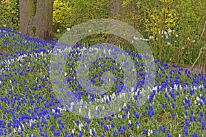 Blue and white grape hyacinths