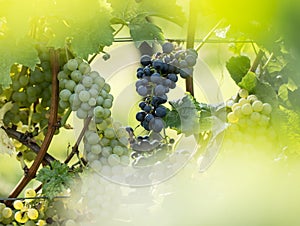 Blue and white grapes Vitis vinifera