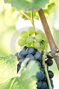 Blue and white grapes Vitis vinifera