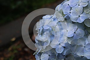 A blue and white hydrangea against a low saturation background