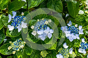 Blue and white hydrangeas in Azores islands. Azores. Portugal. Blue hydrangea from the Azores islands