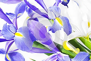 Blue and white iris