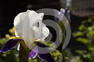 Blue white iris flower close-up